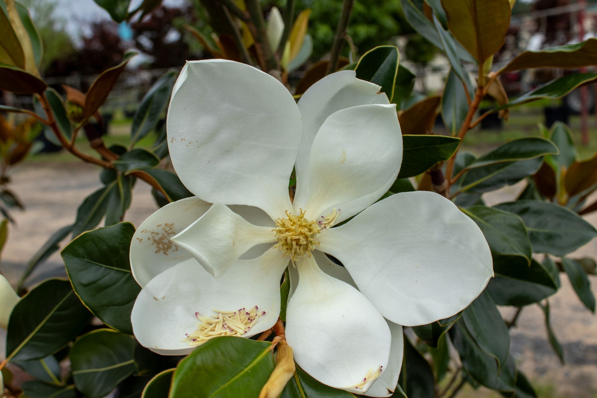 White flower in bloom among green leaves and branches