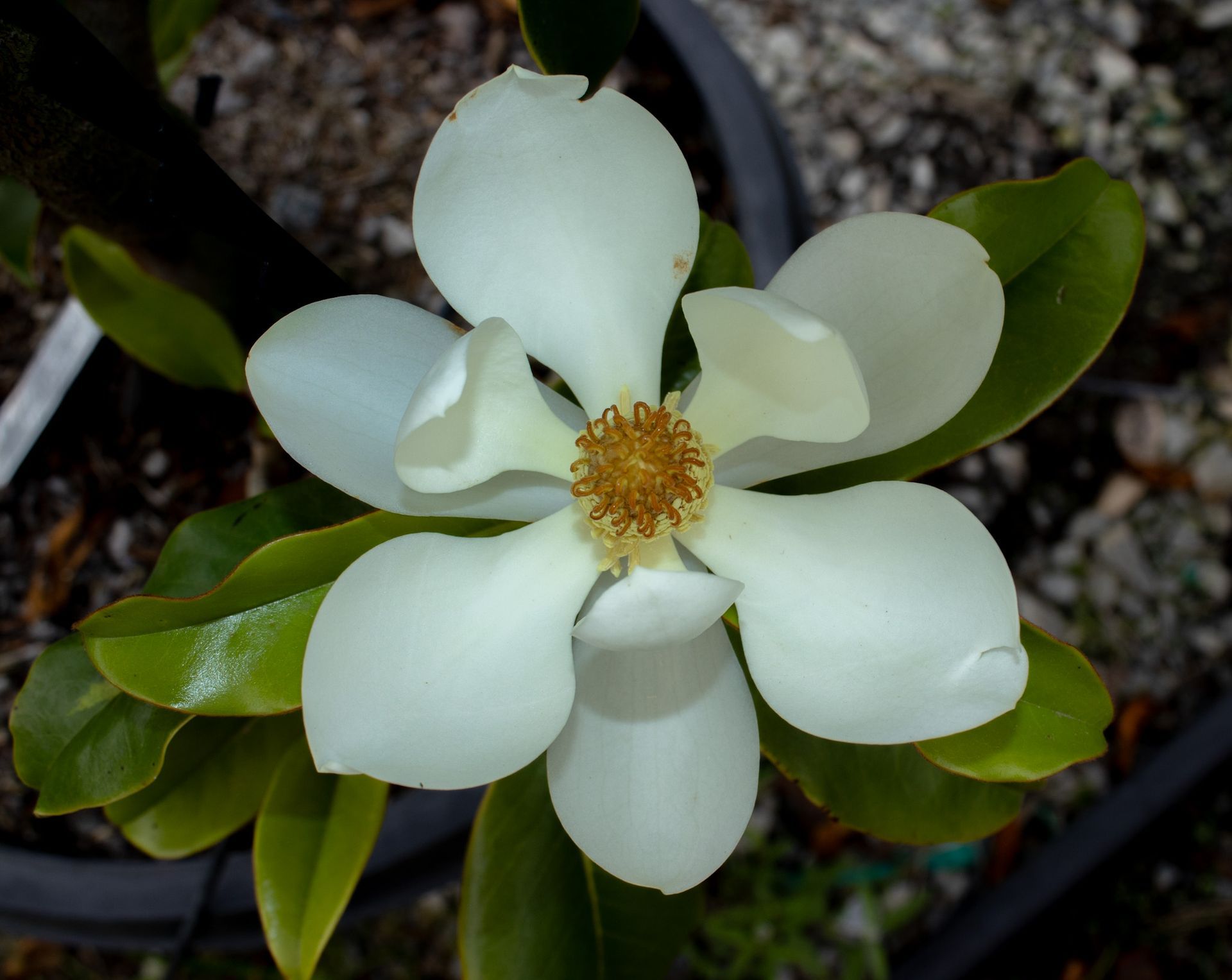 White flower with yellow center and green leaves against a dark background
