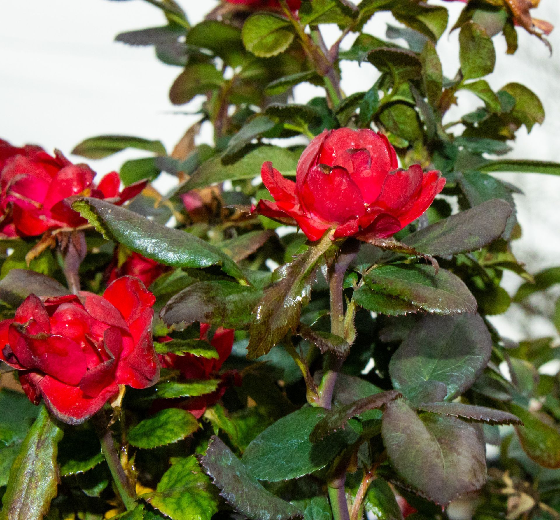 Red flowers blooming among glossy green leaves