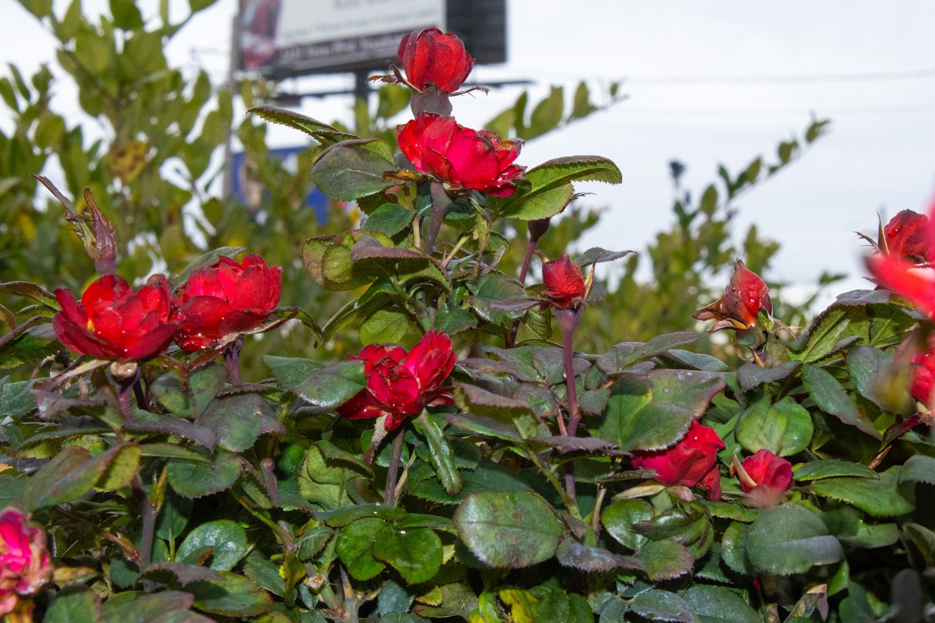 Red roses blooming on a green shrub near a street