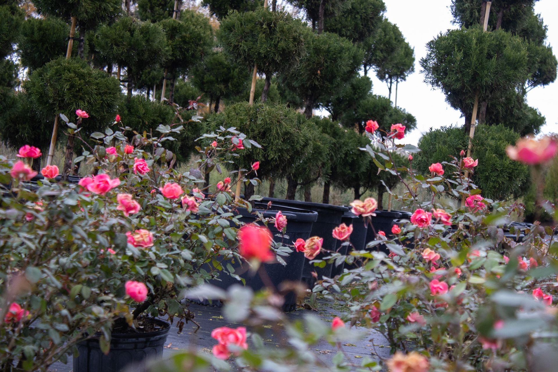 Pink roses in a garden with dark green shrubs and trees in the background