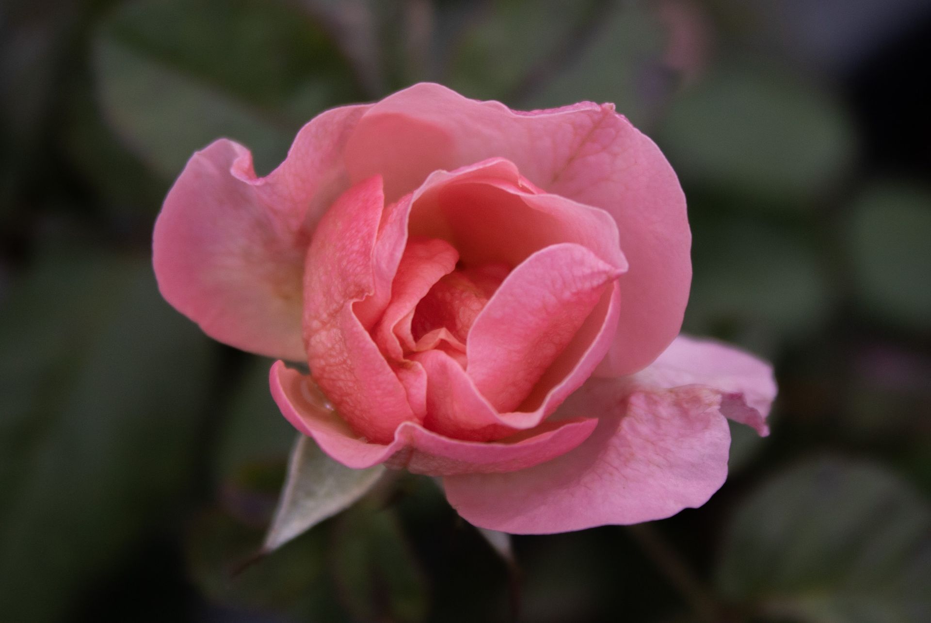 Pink rose bloom against a blurred dark background