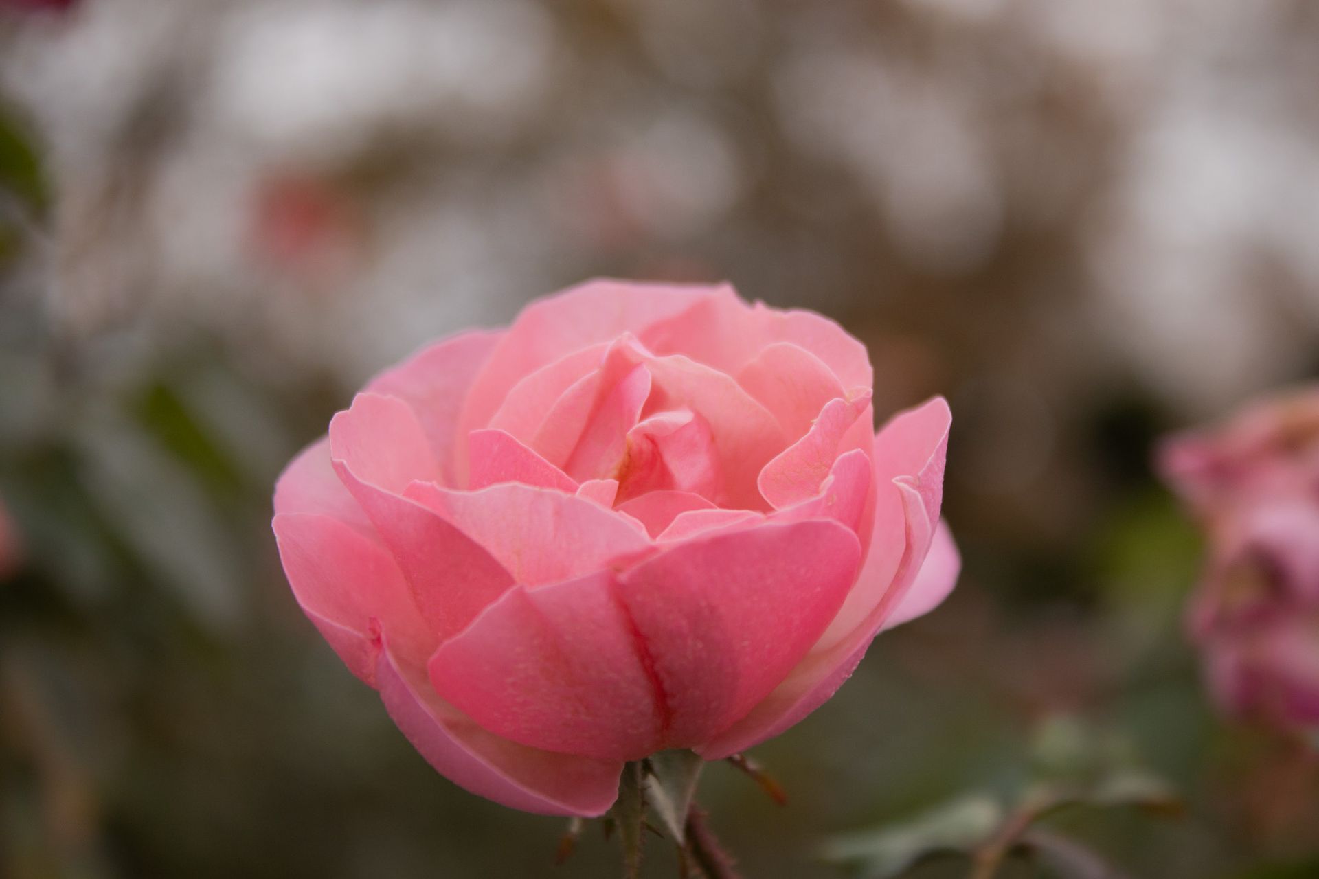 Pink rose in bloom with soft, blurred background