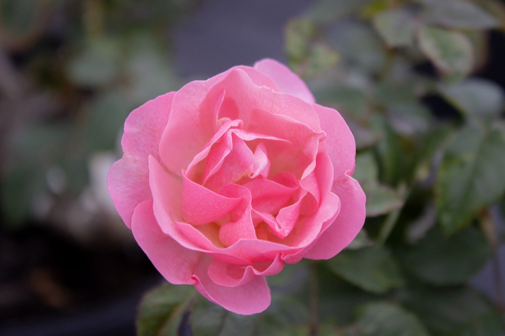 Pink rose in bloom against a blurred green and gray background