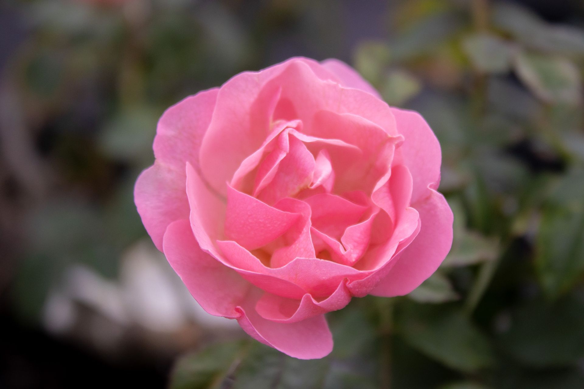Close-up of a pink rose in bloom against a blurred garden background