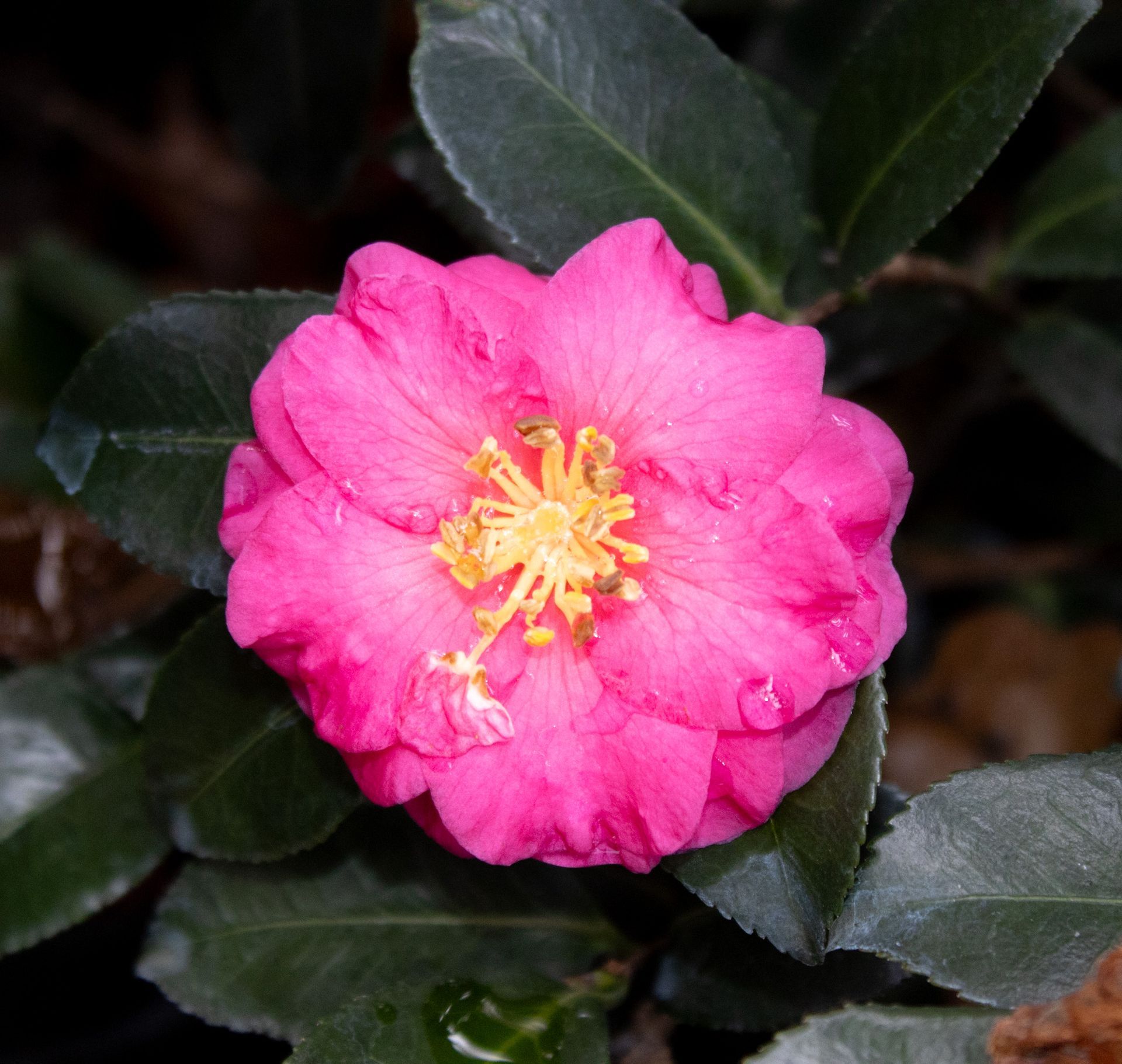 Bright pink camellia flower with yellow stamens against dark green leaves
