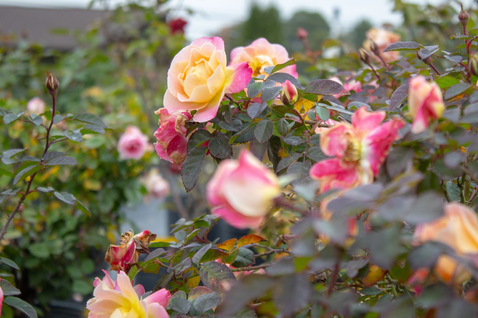 Pink and yellow roses blooming in a garden, with soft-focus flowers in the foreground