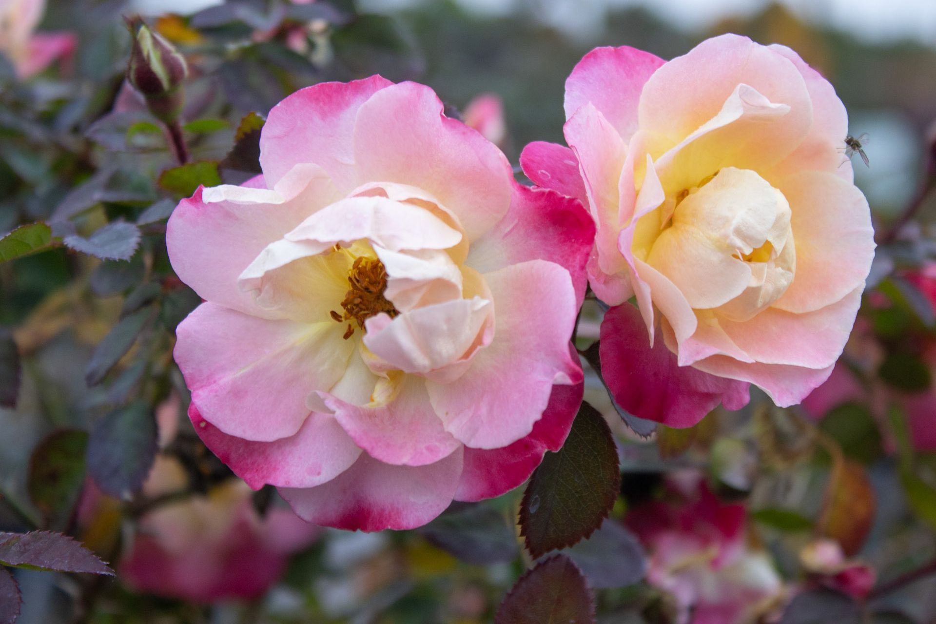 Two pink-and-cream roses in bloom with green leaves
