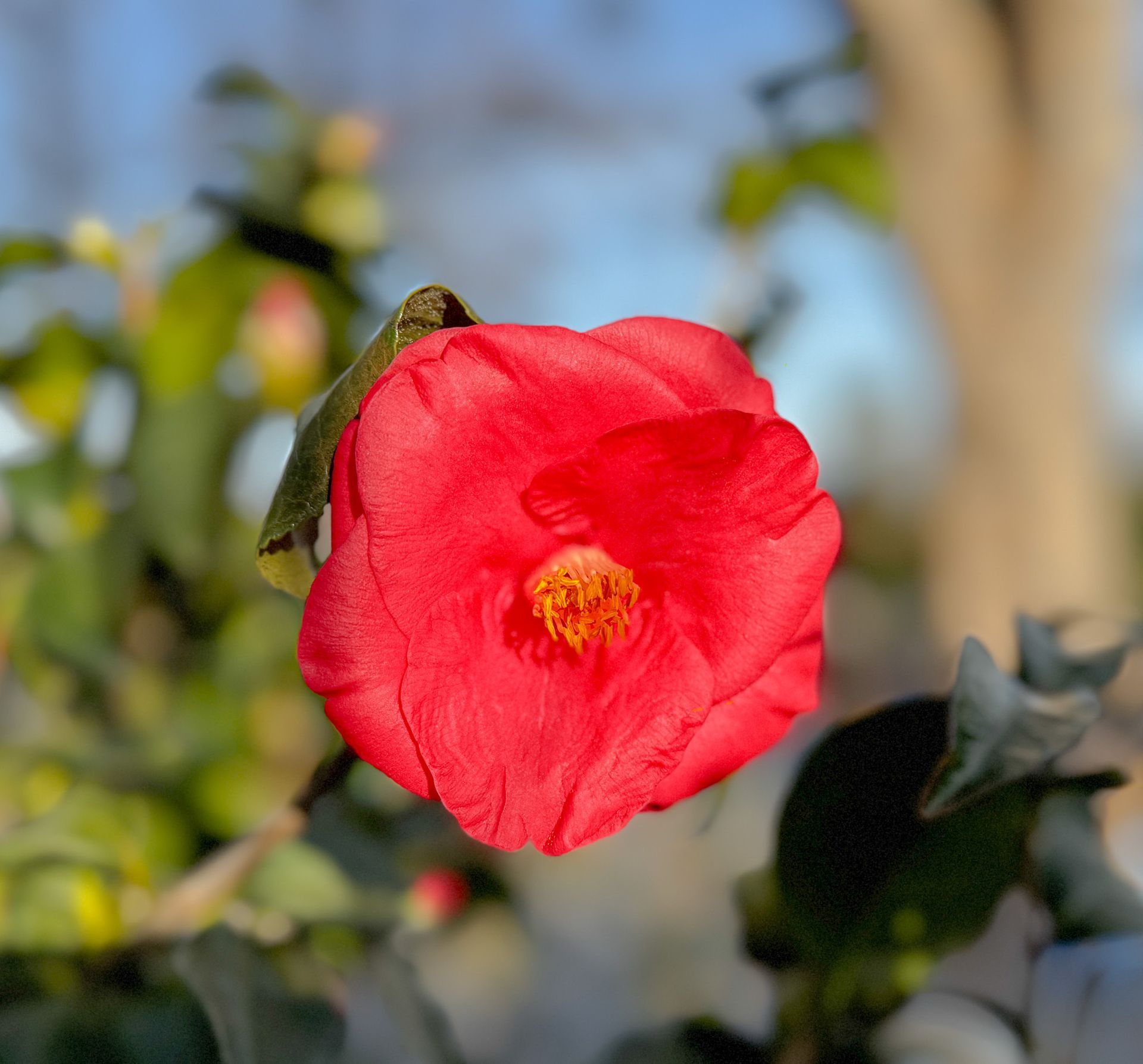 Close-up of a bright red camellia flower with green leaves against a blurred outdoor background