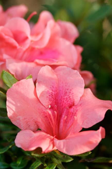 Pink azalea blooms with soft petals against a blurred green background