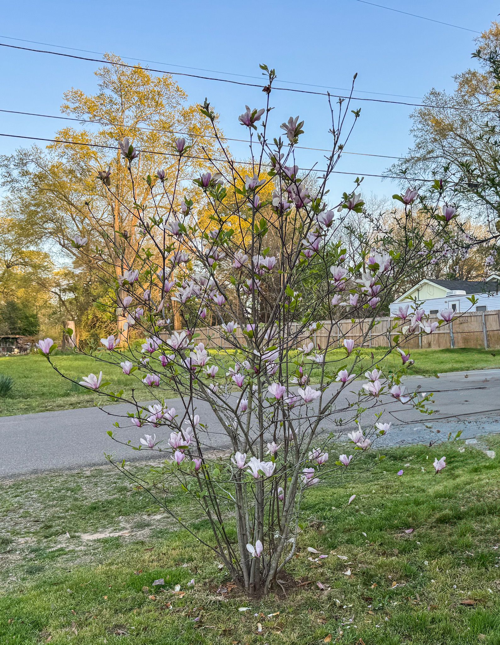 Small flowering tree with pink blossoms beside a road in a grassy yard under a clear sky