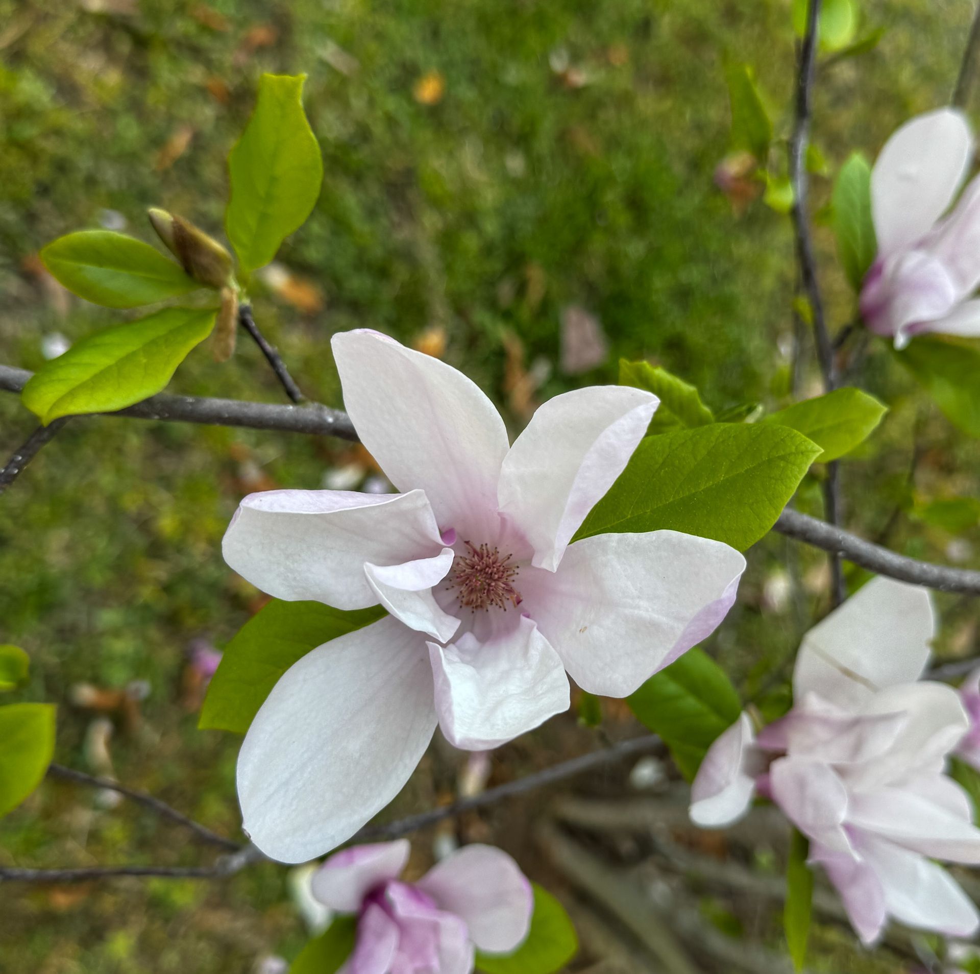 White magnolia blossoms with green leaves on a branch outdoors