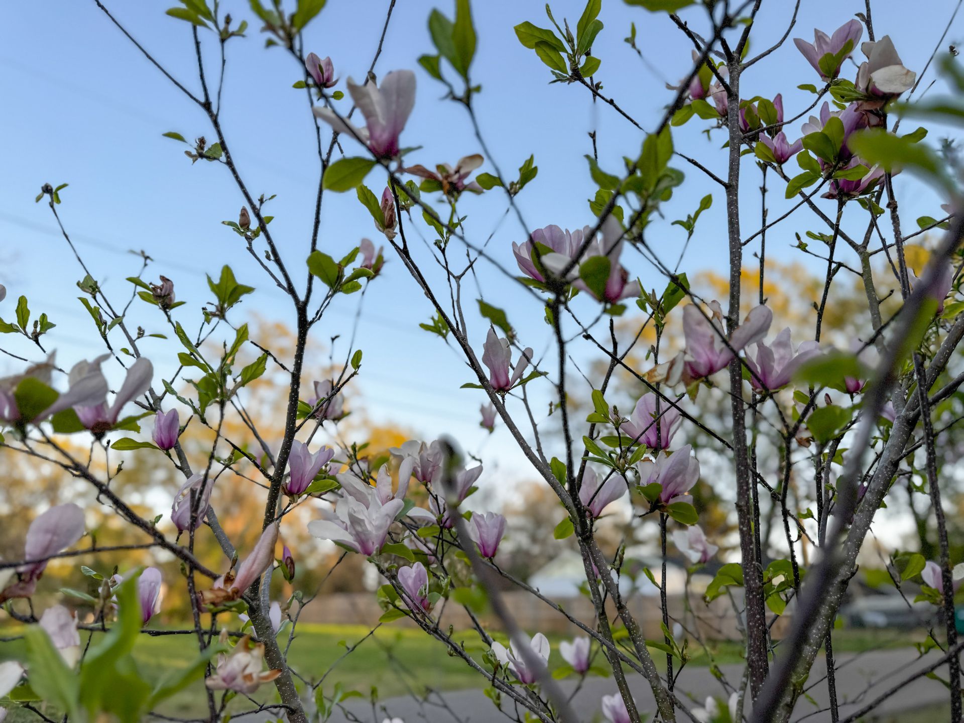 Pink blossoms on a shrub in a park with green grass and trees in the background