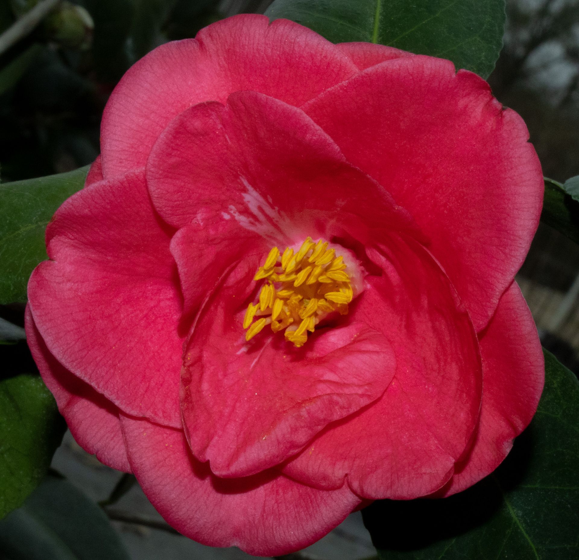 Close-up of a pink camellia flower with yellow stamens on a dark green background