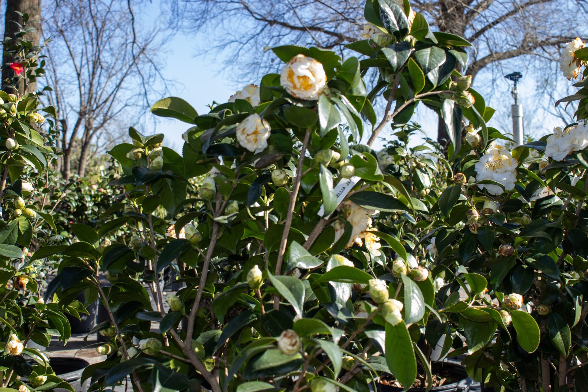 White flowers blooming on a leafy shrub in a sunny garden with bare trees behind