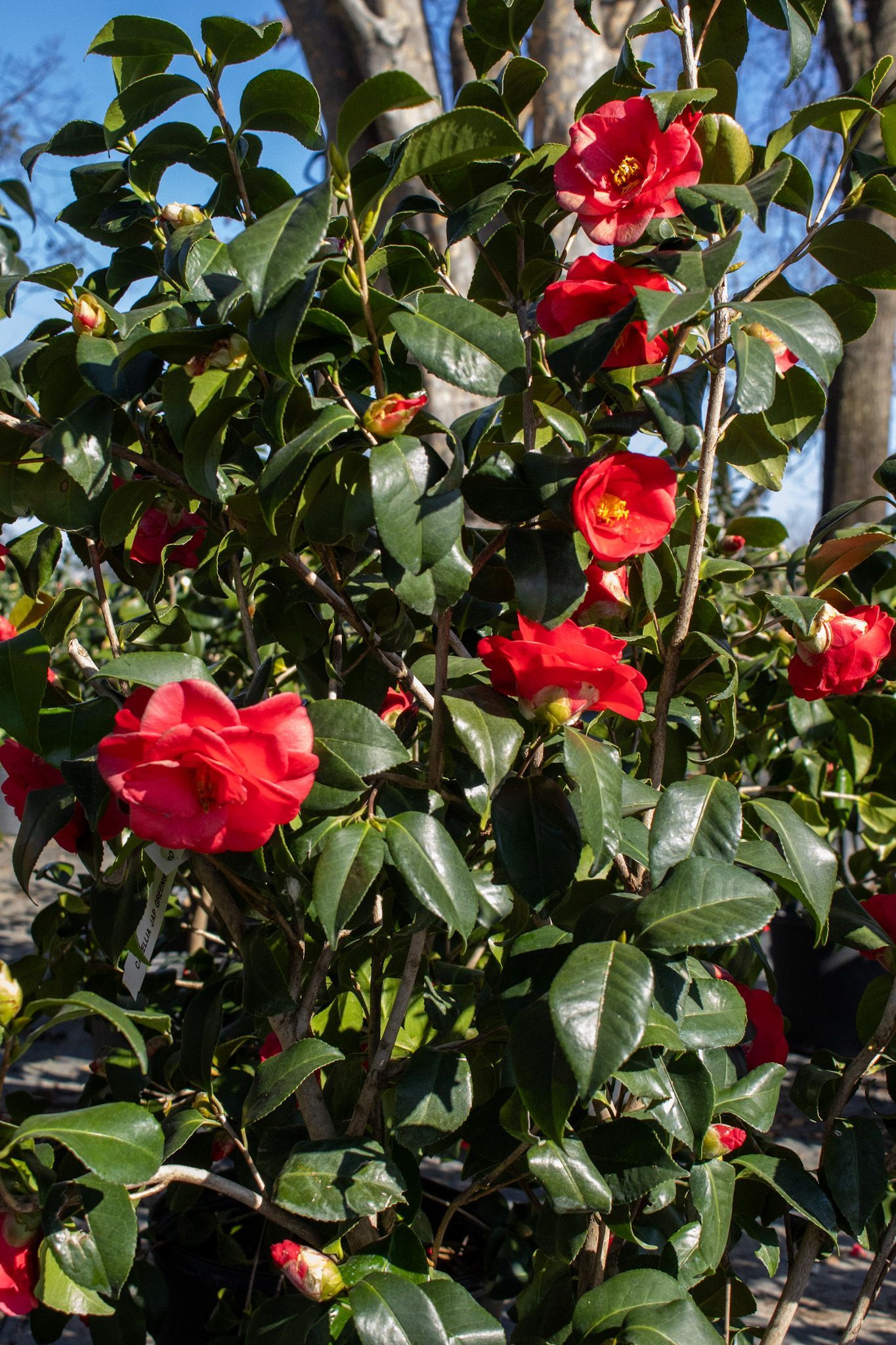 Red camellia flowers and buds on a leafy shrub in sunlight
