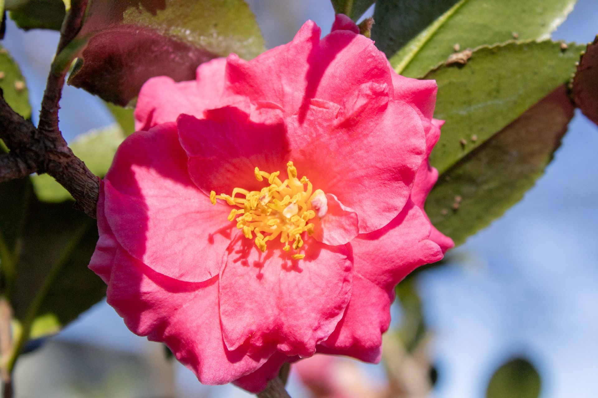 Pink flower with yellow center blooming among green leaves against a blue sky
