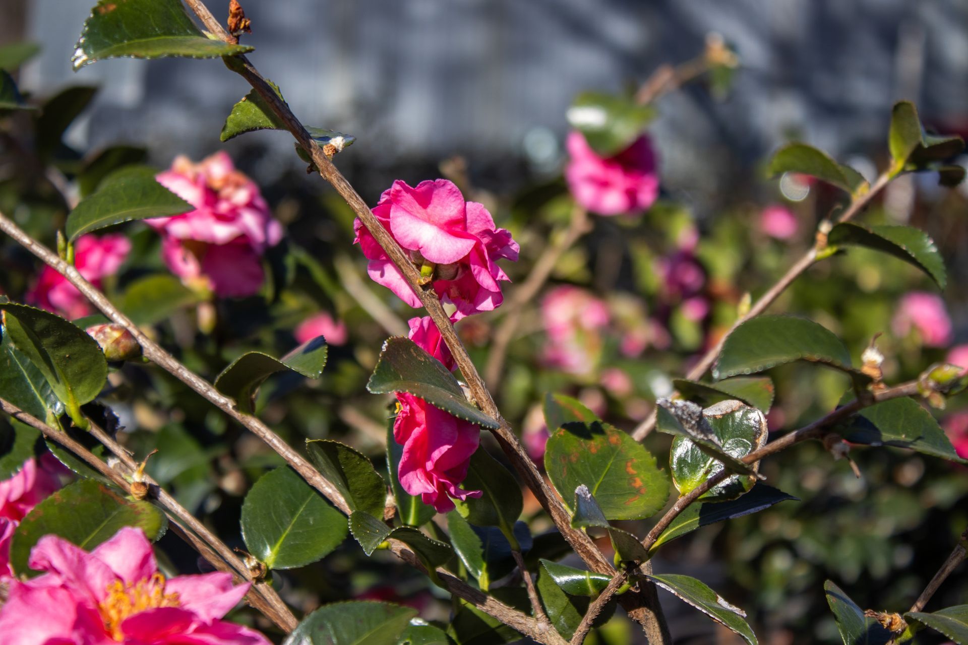 Pink flowers and green leaves on a leafy shrub in bright sunlight