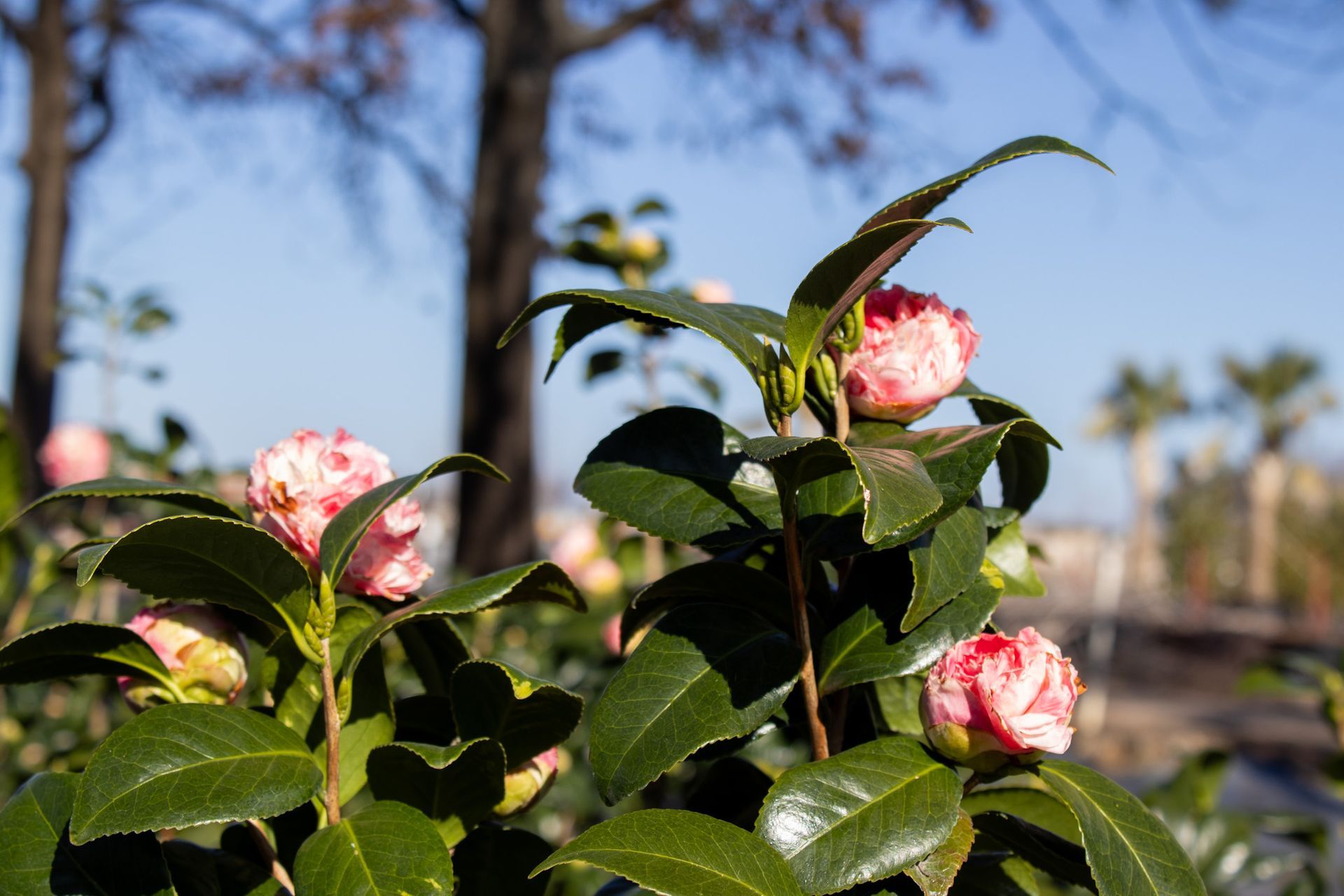 Pink camellia blossoms and glossy green leaves in sunlight against a blurred outdoor background