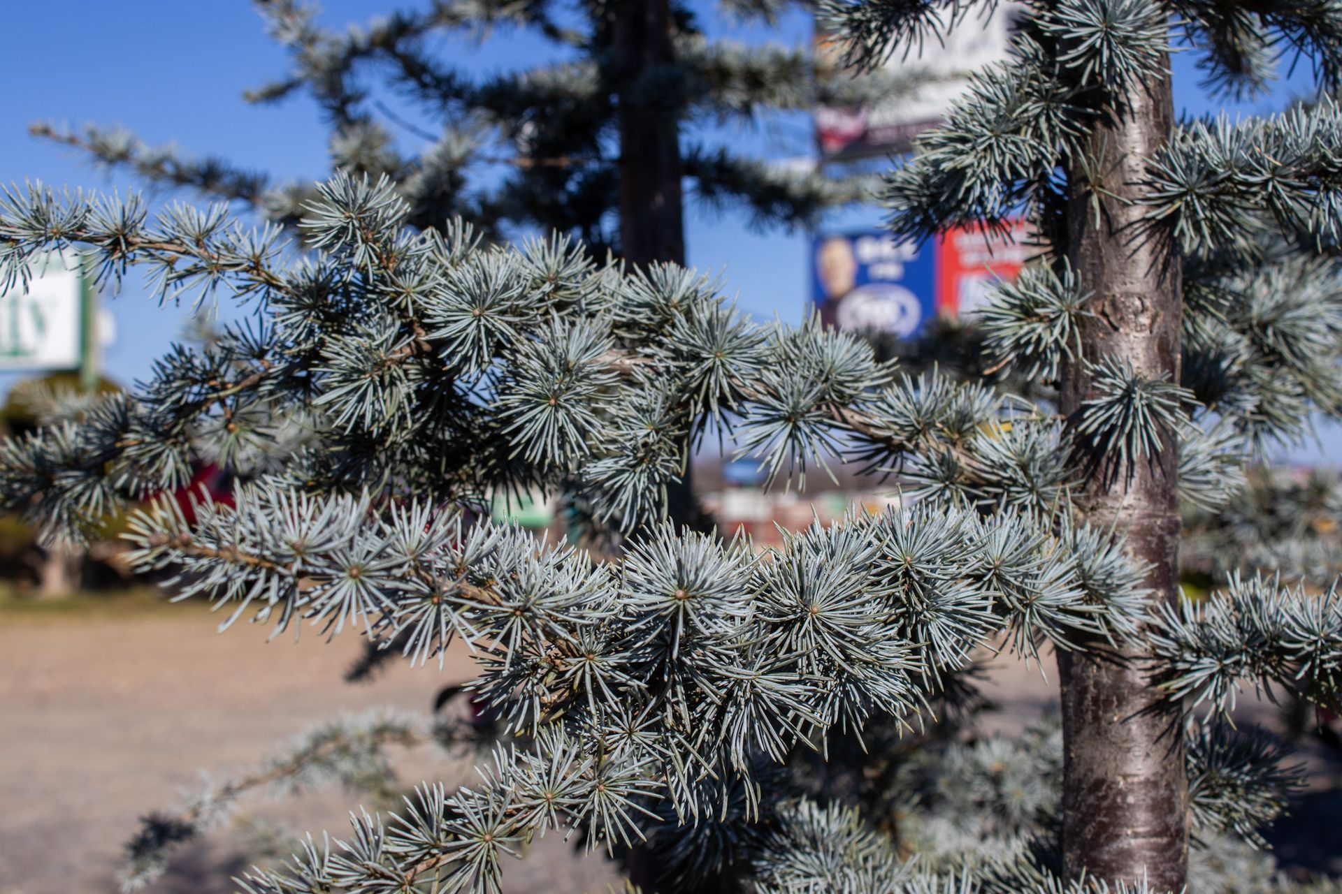 Close-up of a blue-green evergreen tree branch with a blurred roadside background