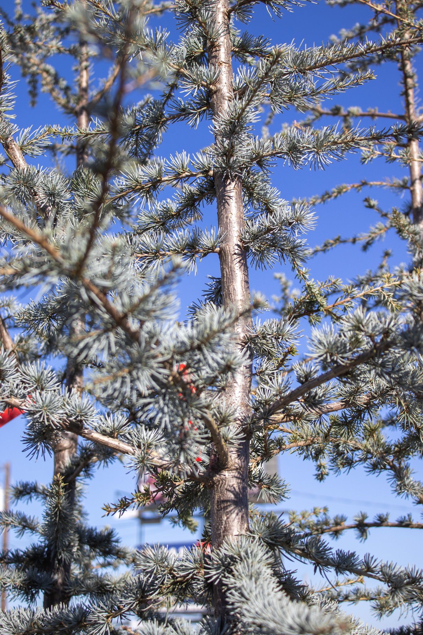 Snow-covered evergreen trees against a clear blue sky