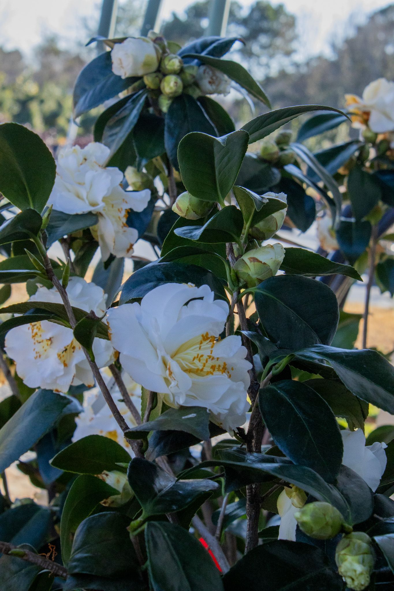 White camellia blossoms and buds on a leafy green shrub outdoors.