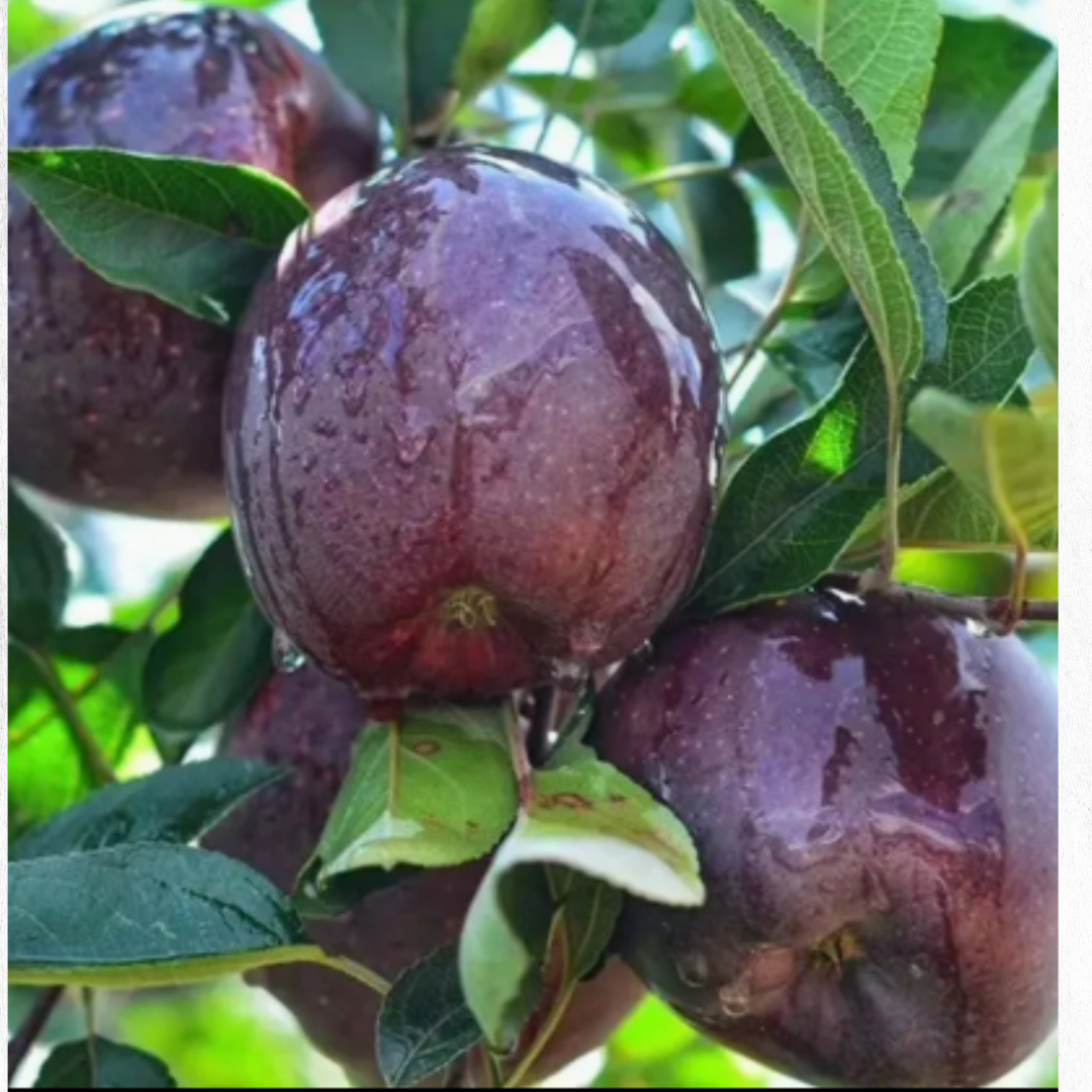 Dark purple plums hanging on a tree among green leaves