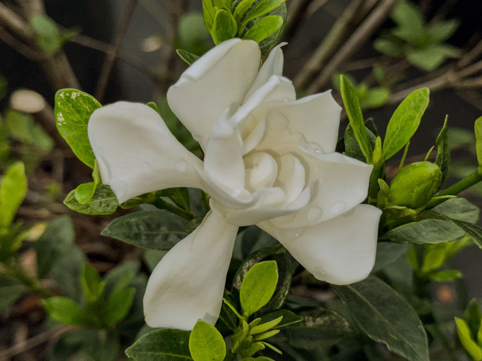 A close up of a white flower with green leaves