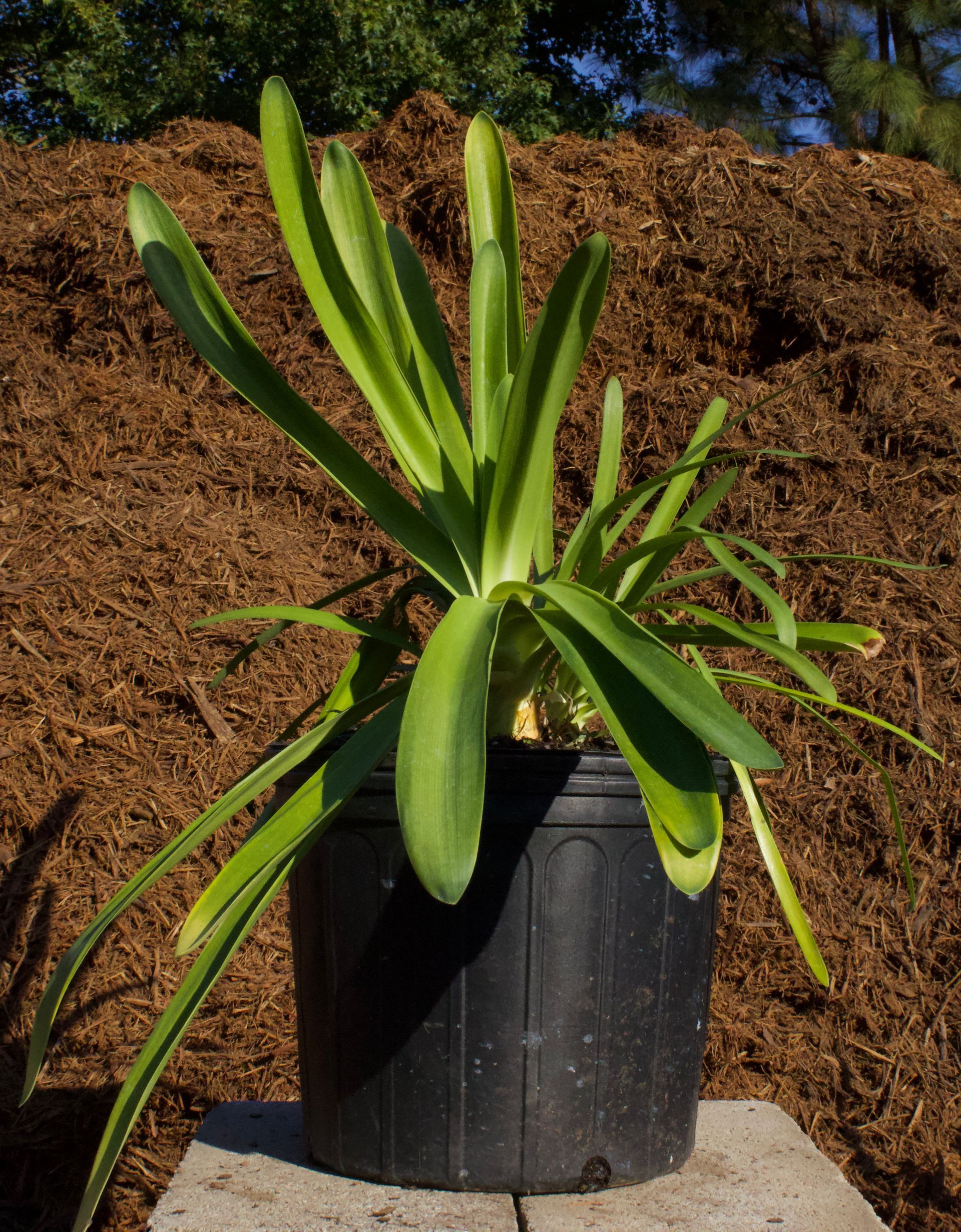 A small plant in a black pot is growing in front of a pile of mulch