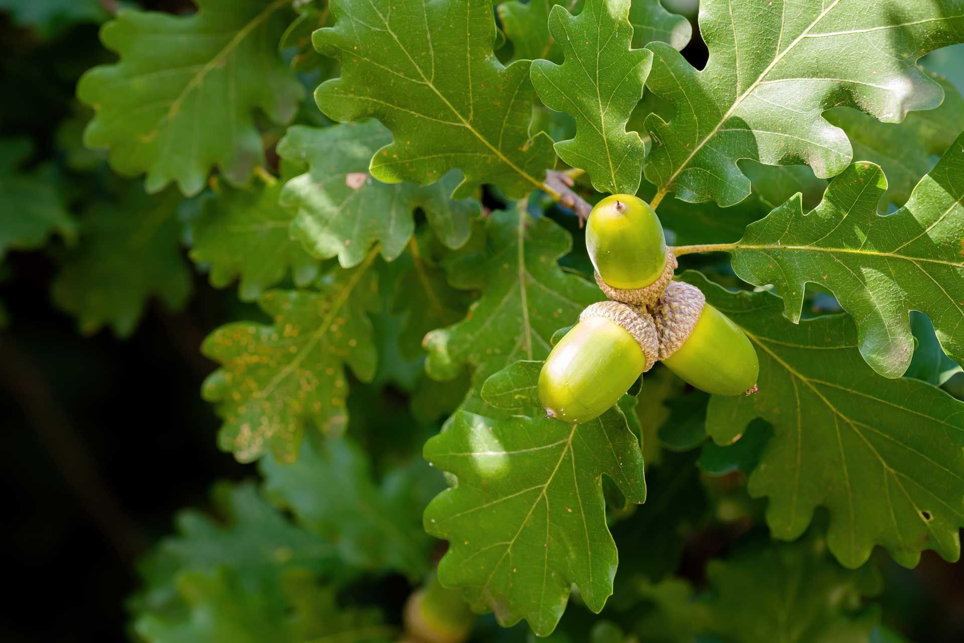 Three green acorns are hanging from a tree branch.
