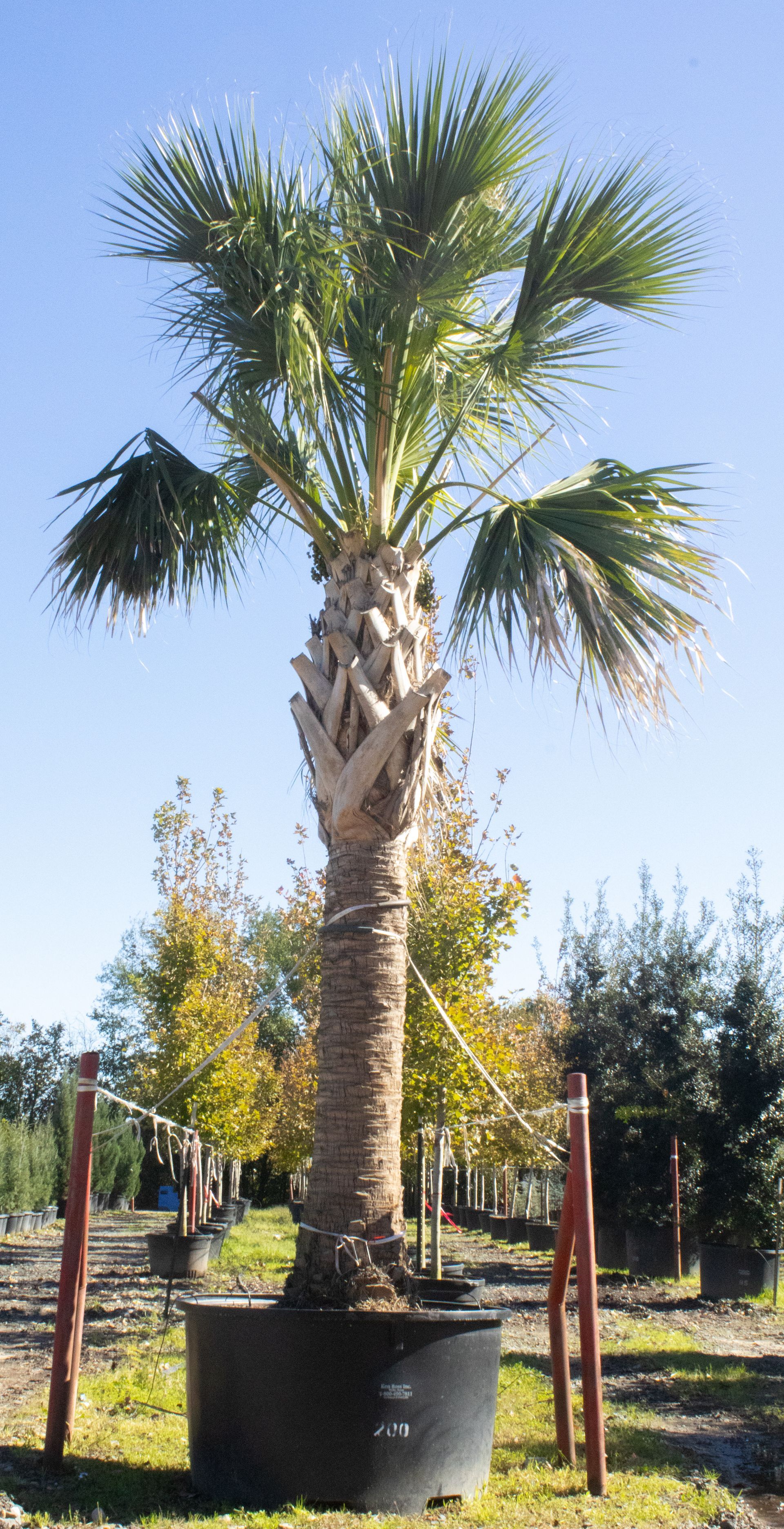 A large palm tree in a black pot in a garden.