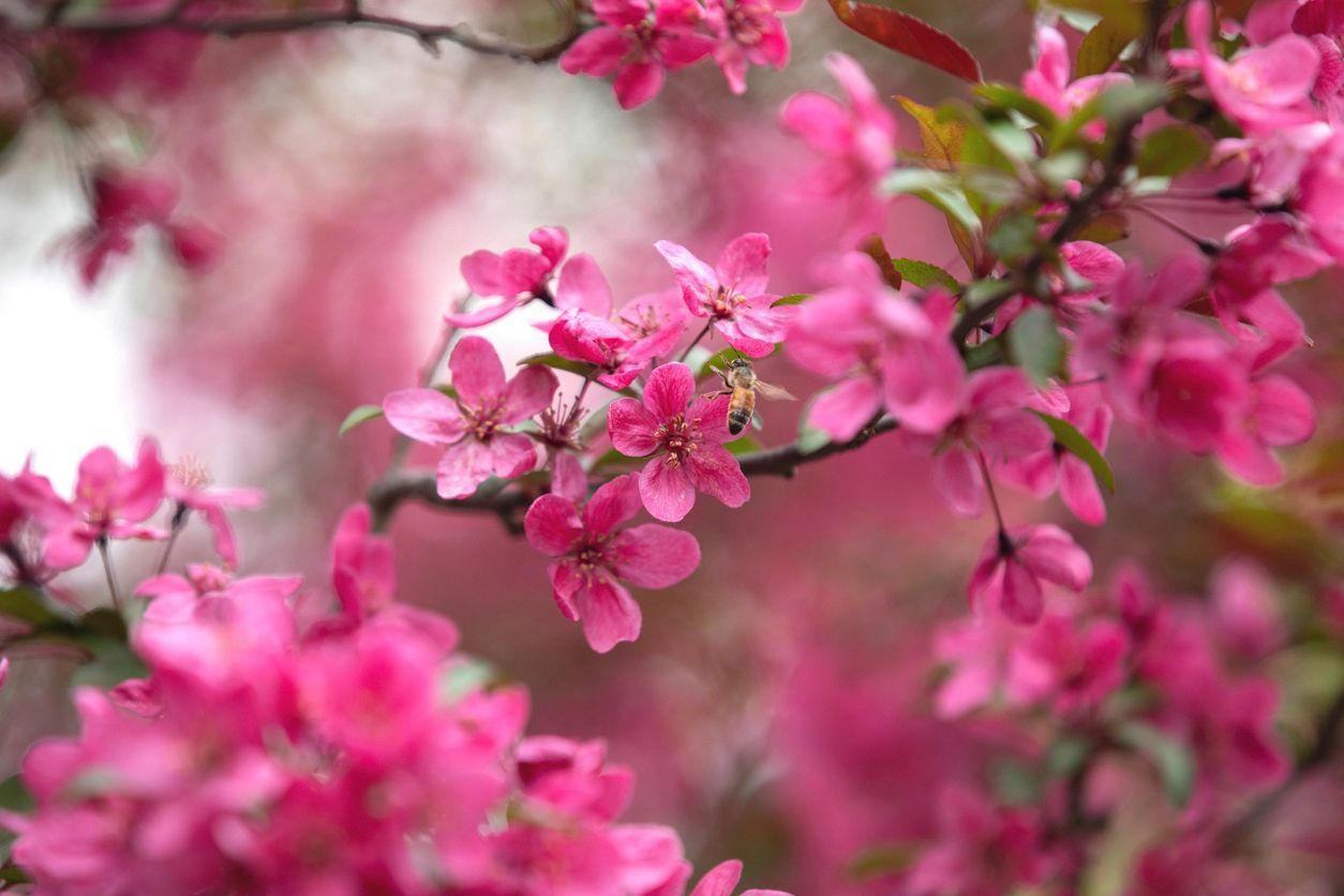 A close up of pink flowers on a tree branch.