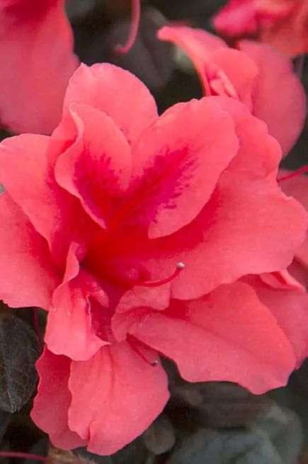 Pink flower in bloom with layered petals and dark green leaves