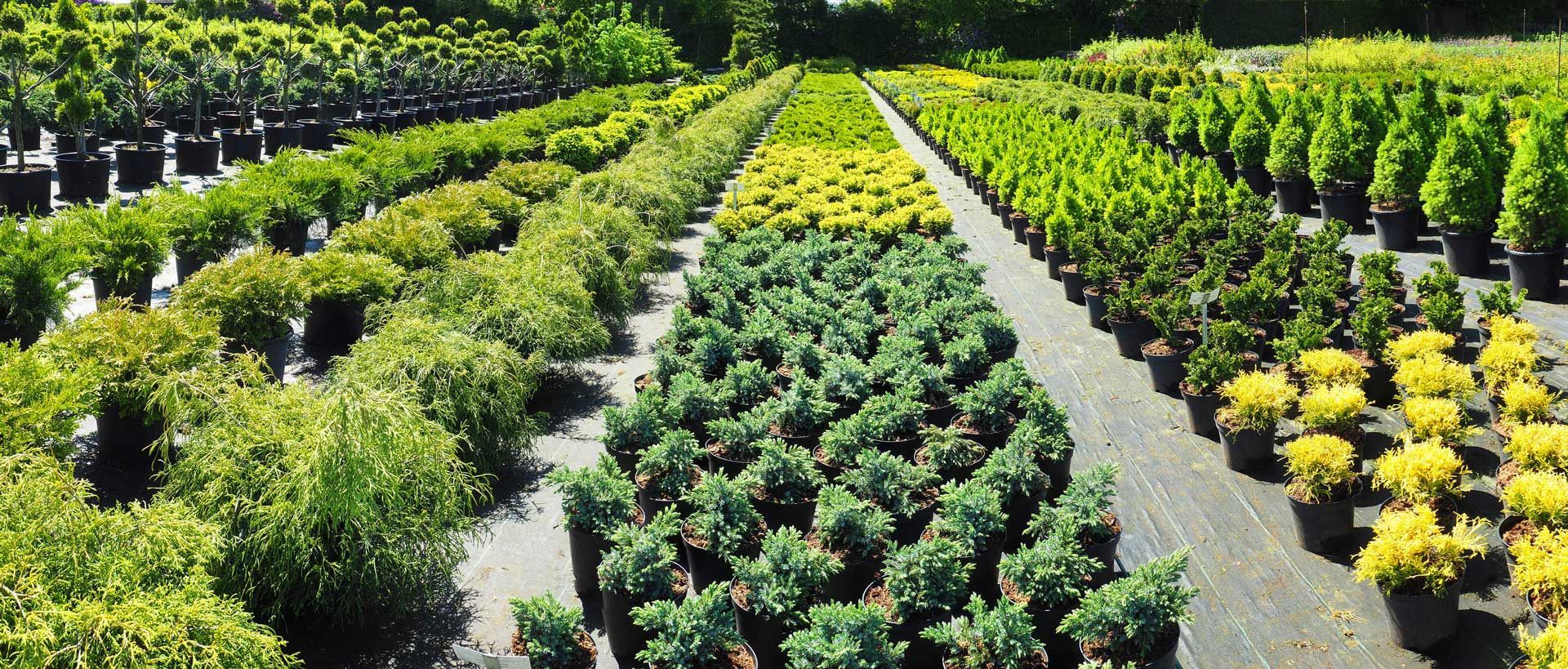 There are many different types of plants in this garden.