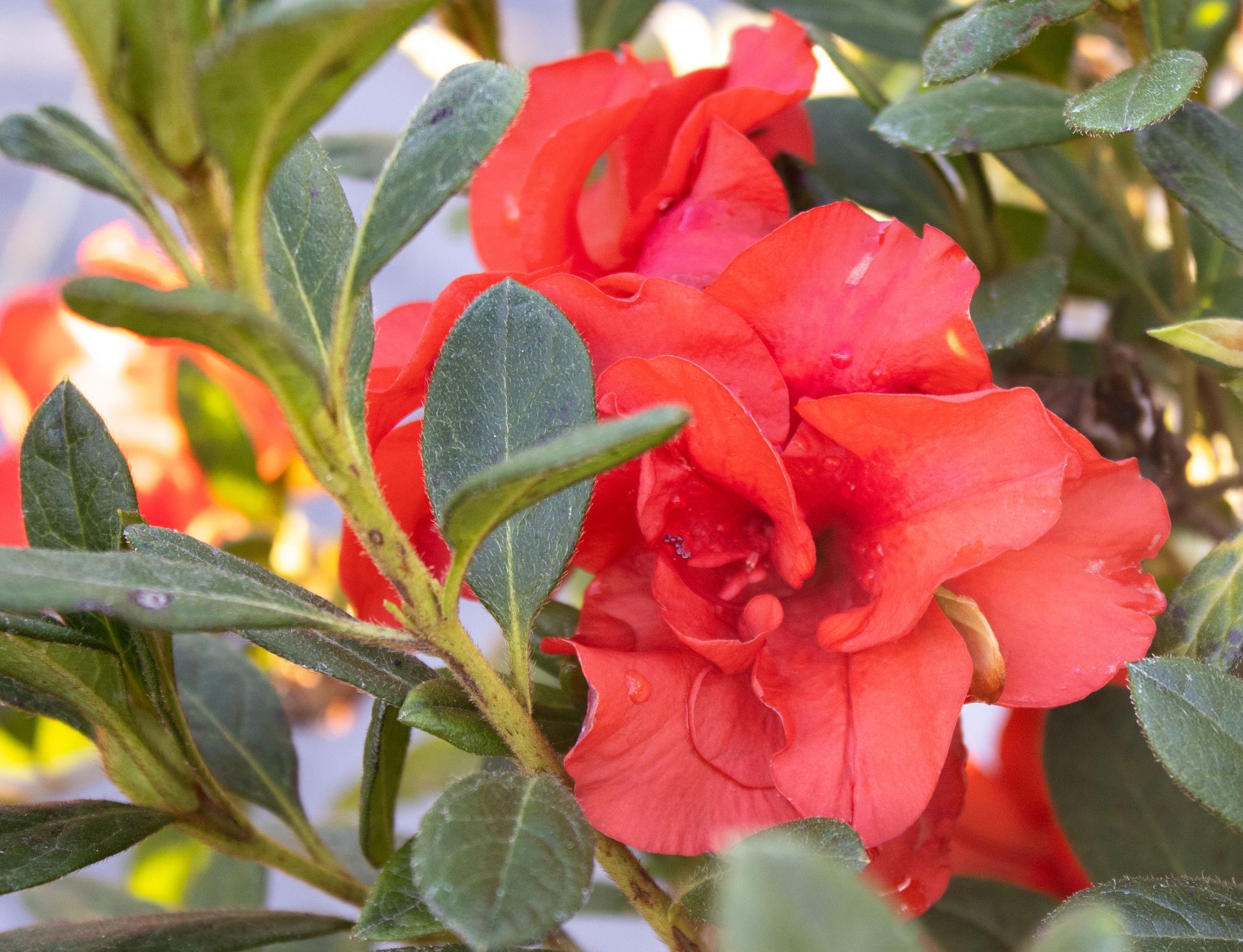 Red azalea flowers among green leaves in a garden
