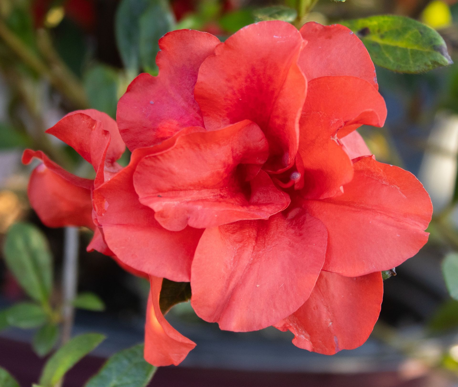 Red rose in bloom with layered petals and green leaves against a blurred background