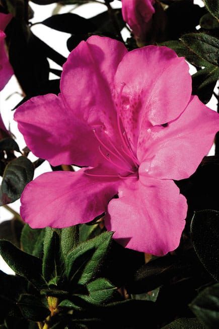 Close-up of a vibrant pink flower with dark green leaves against a dark background