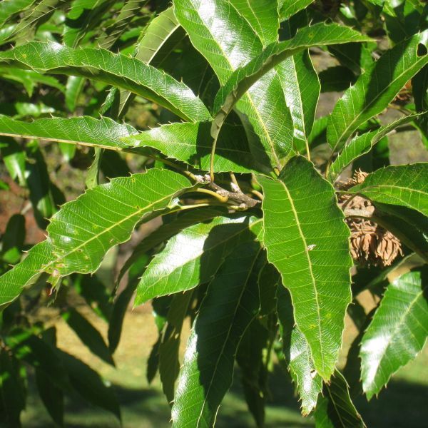 A close up of a tree with lots of green leaves