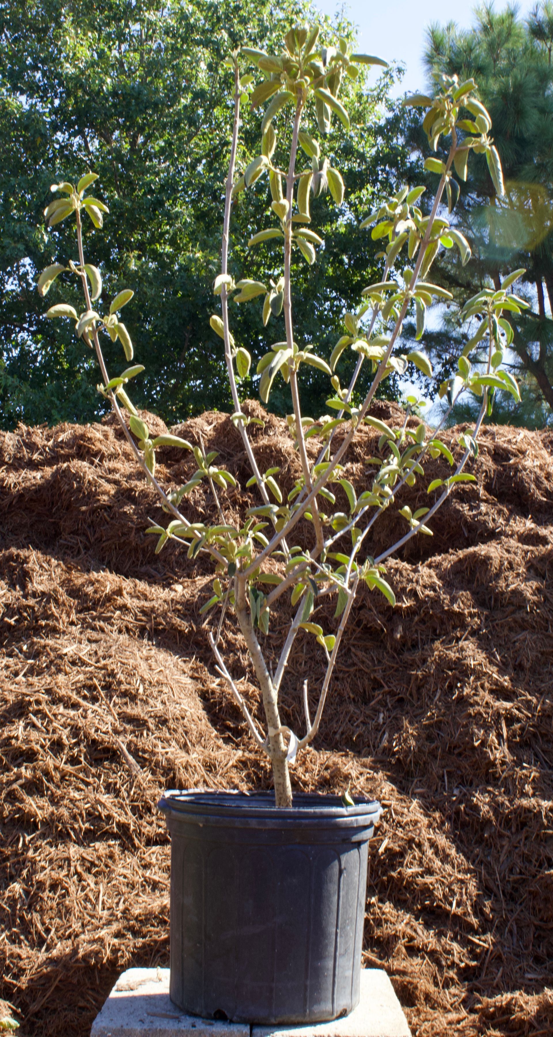 A small tree in a black pot is sitting in front of a pile of mulch.