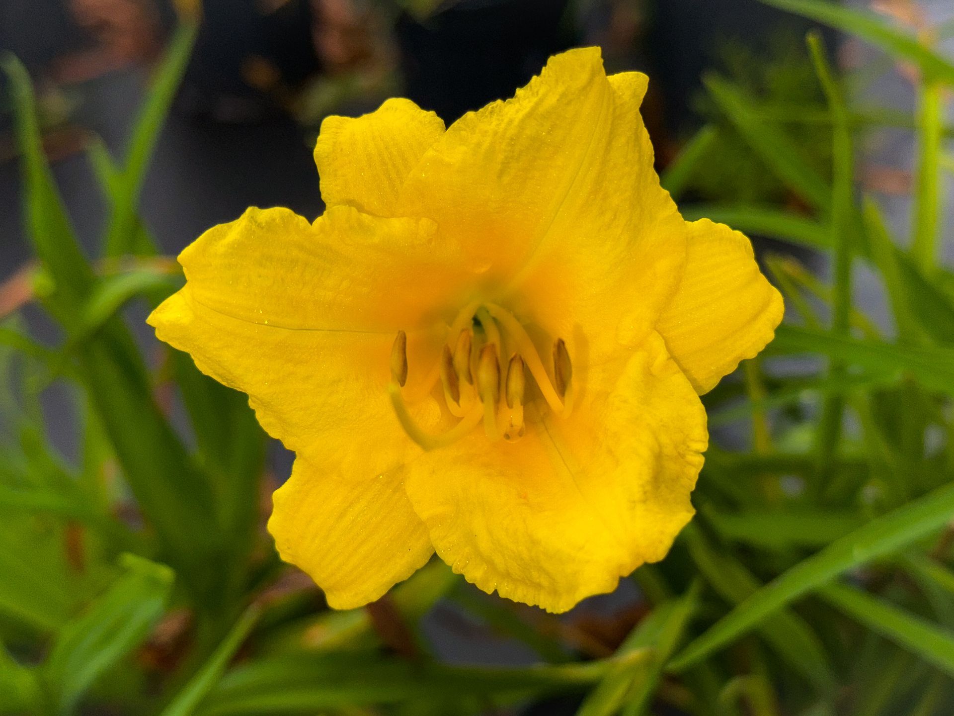 Yellow flower blooming among green leaves in a garden