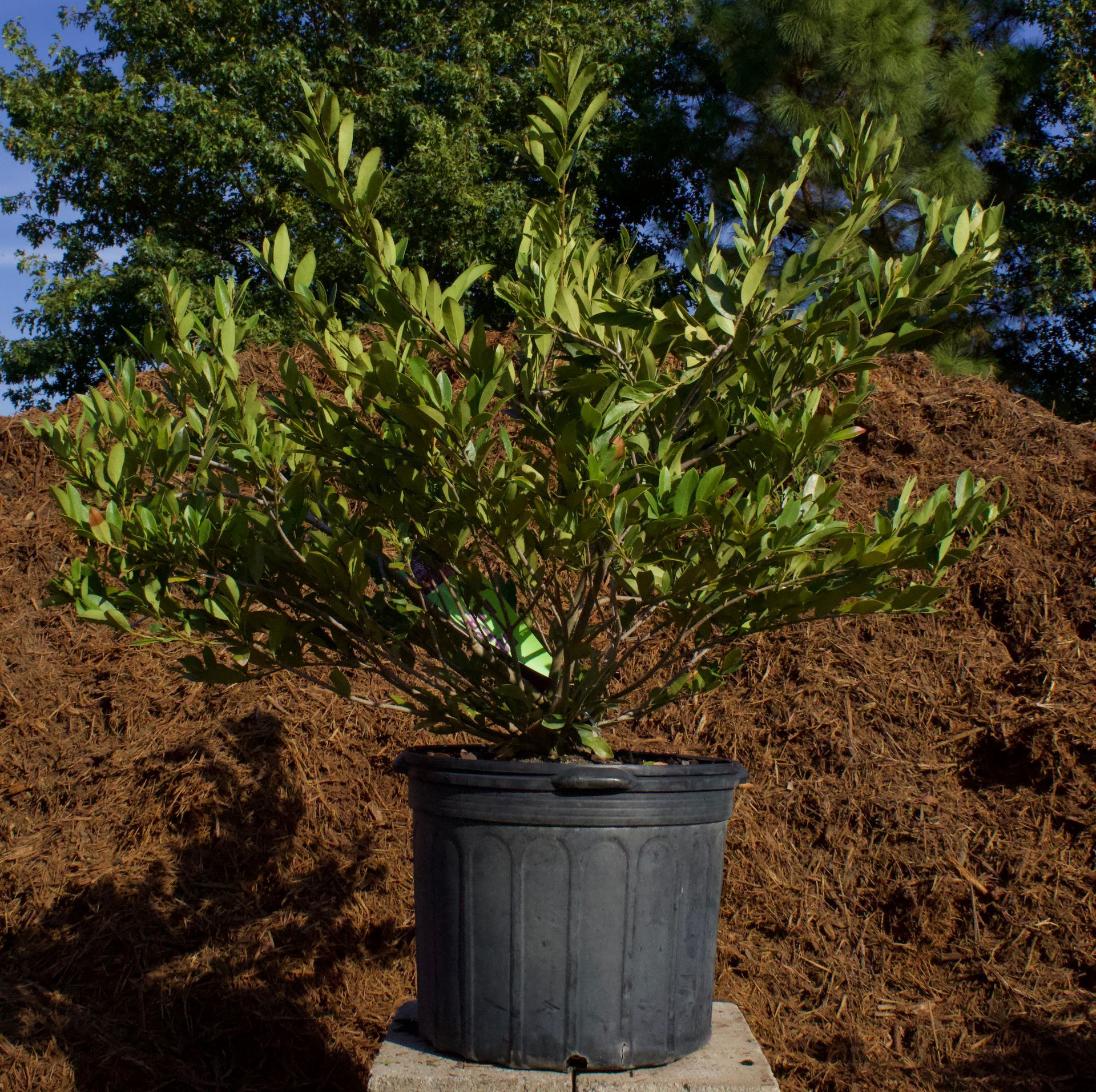 A plant in a black pot is sitting in front of a pile of mulch