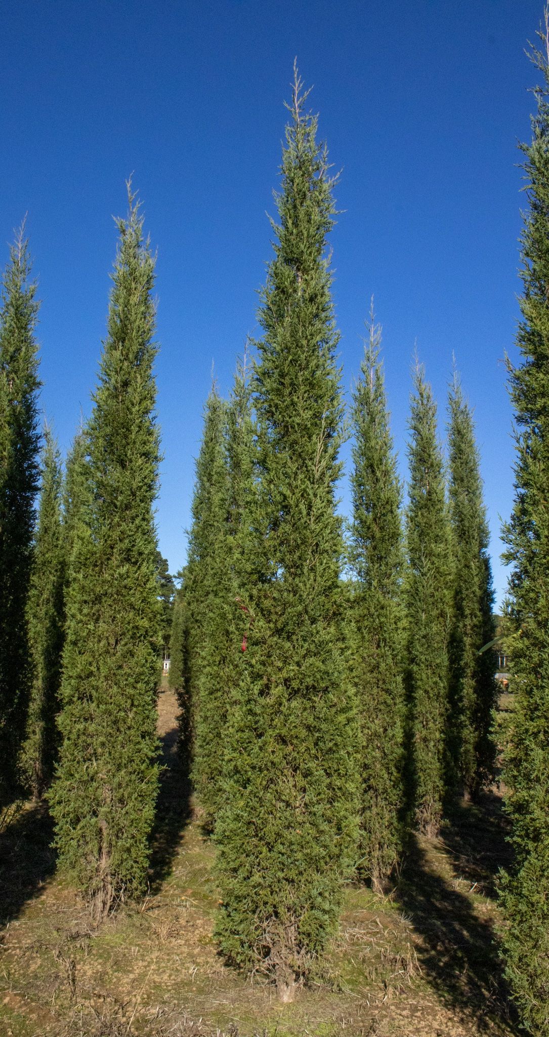 A row of tall trees in a field with a blue sky in the background.