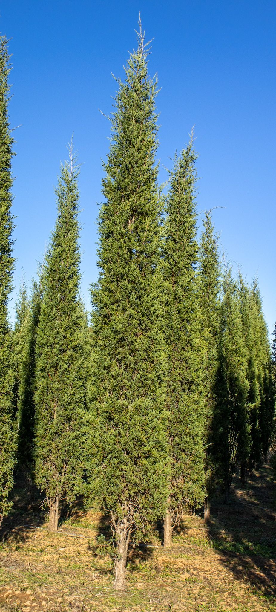 A row of tall christmas trees in a field with a blue sky in the background.