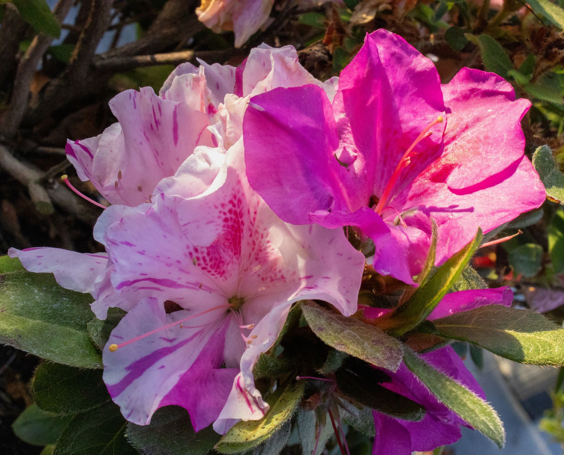 Pink and white azalea blossoms in bloom with green leaves