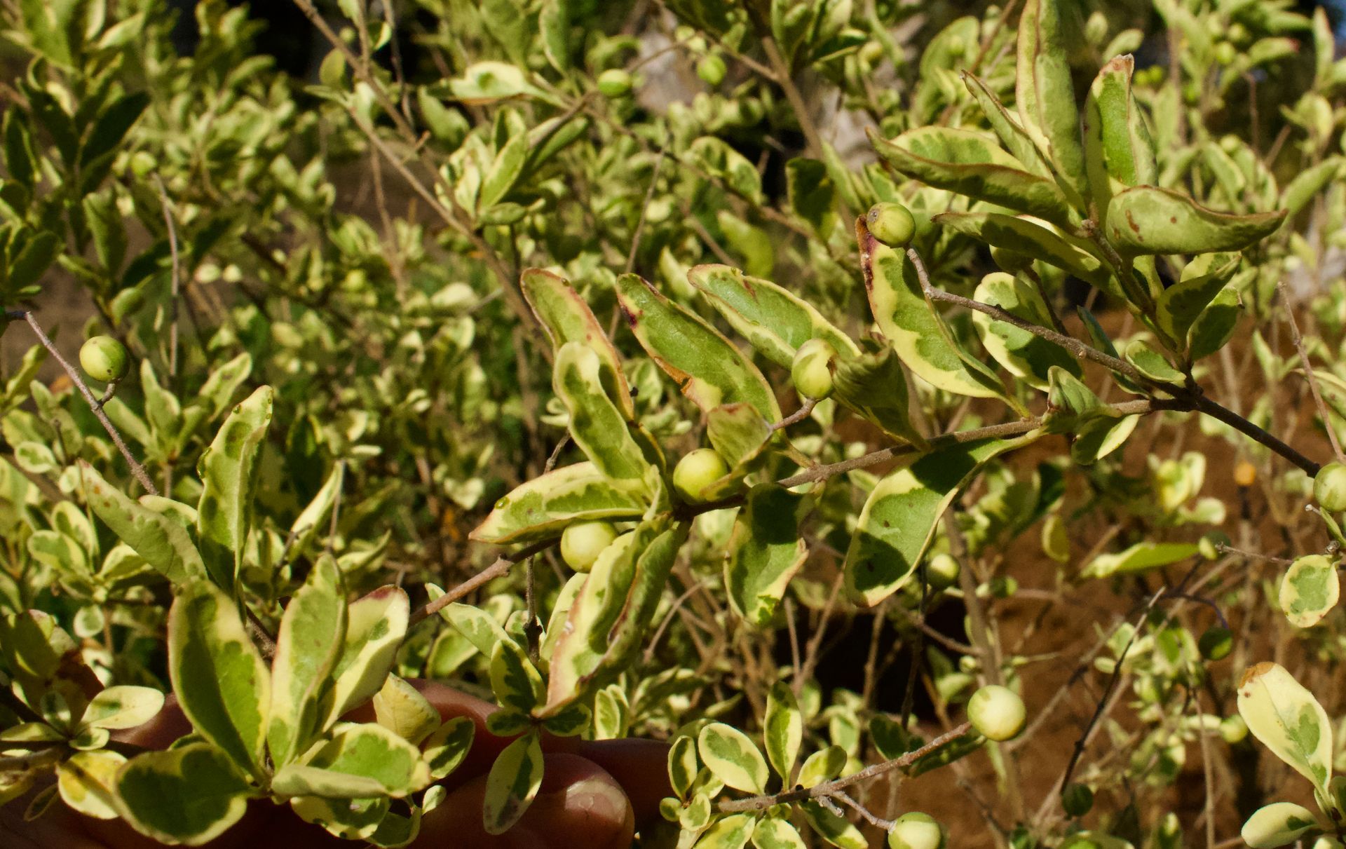 A person is holding a bunch of green leaves on a tree.