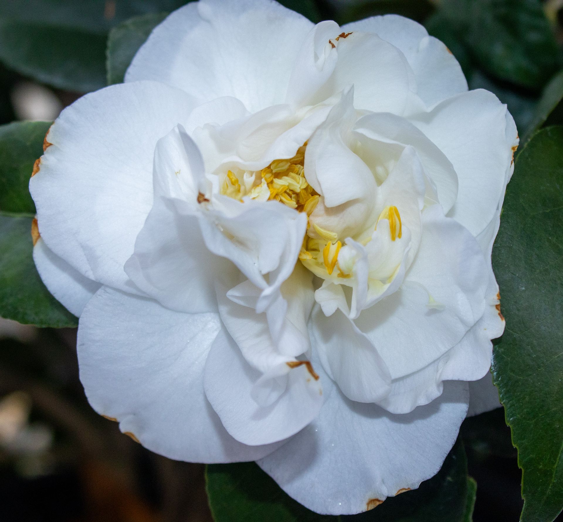 Close-up of a white camellia flower with yellow stamens and dark green leaves