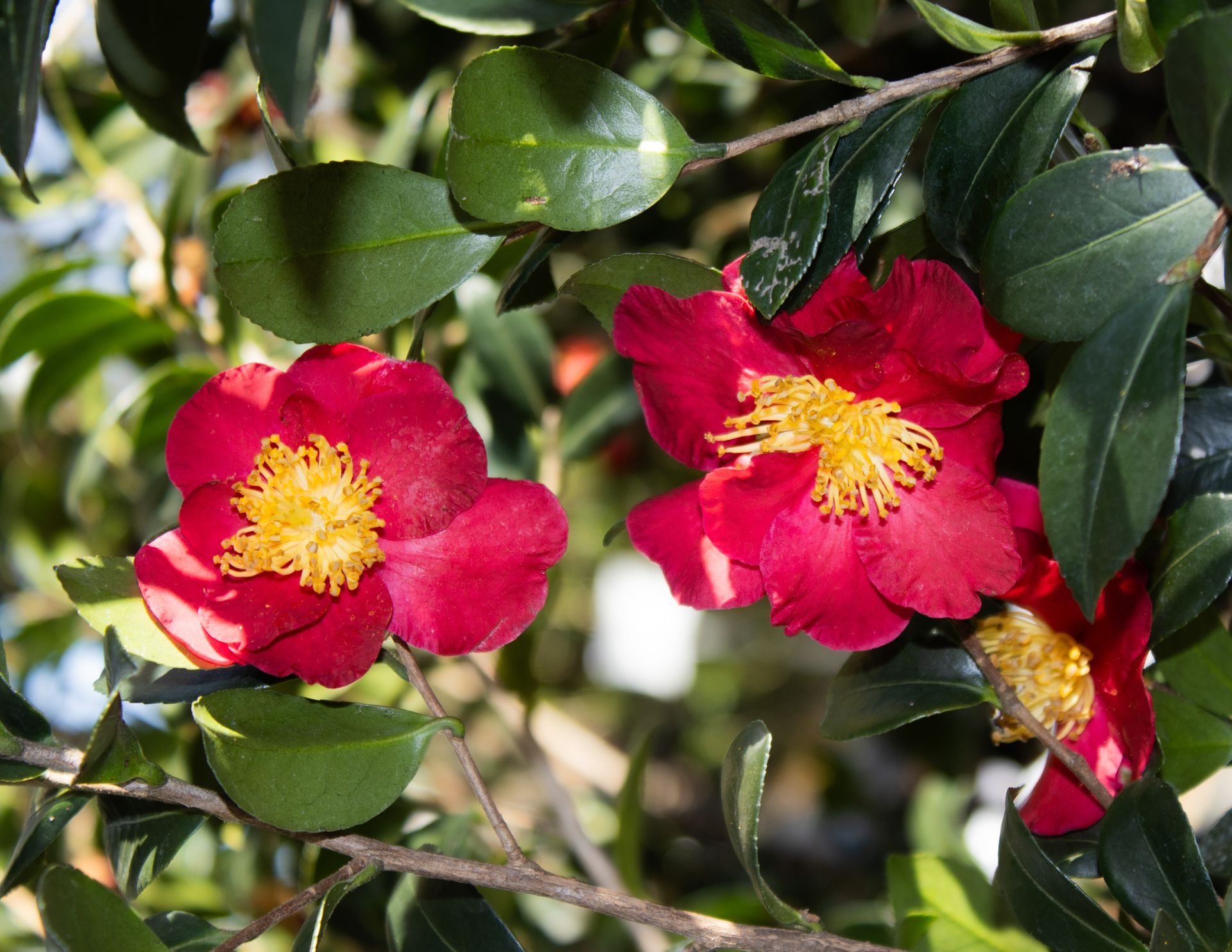 Two red flowers with yellow centers among glossy green leaves in sunlight