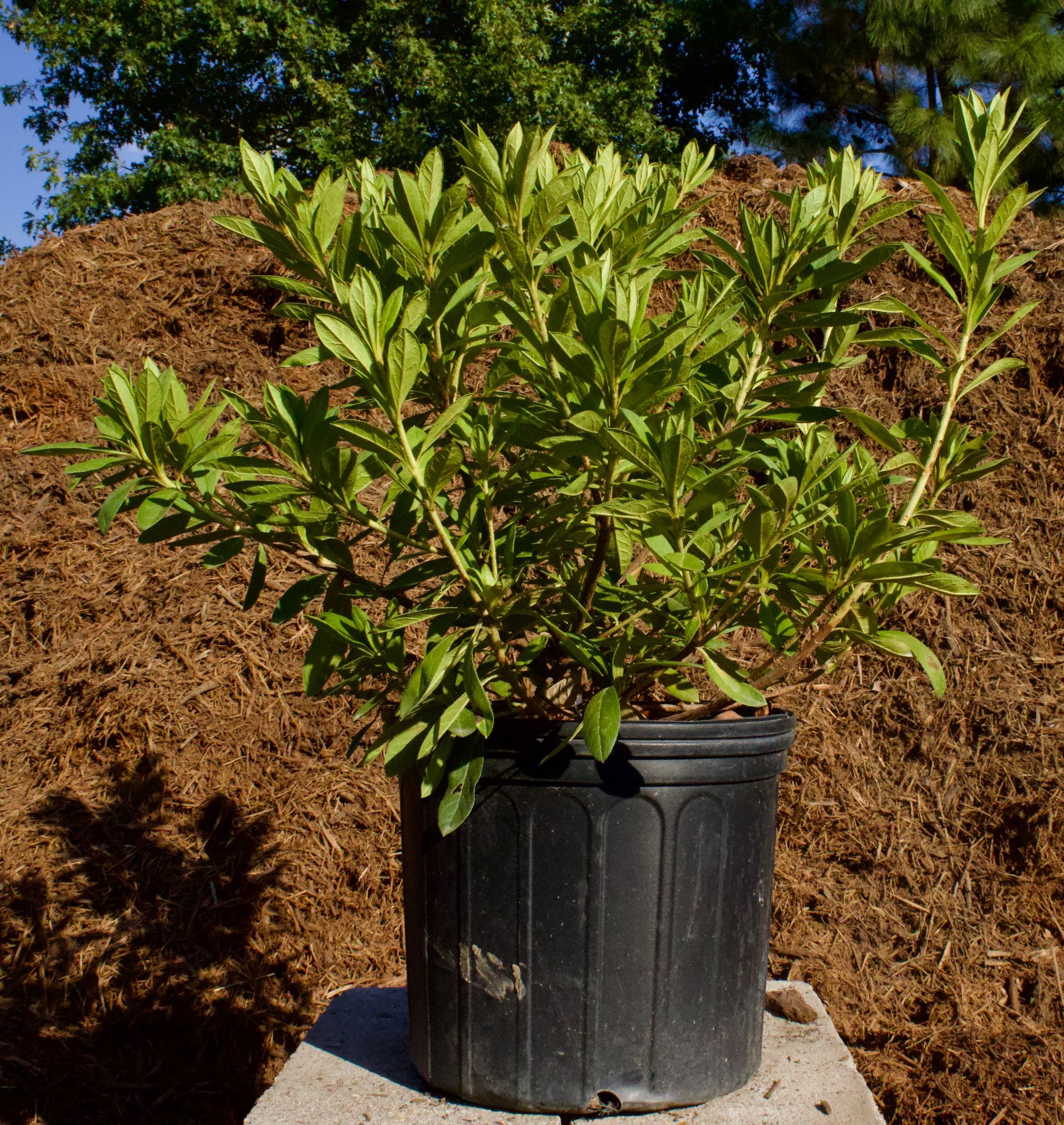 A small plant in a black pot is sitting in front of a pile of mulch