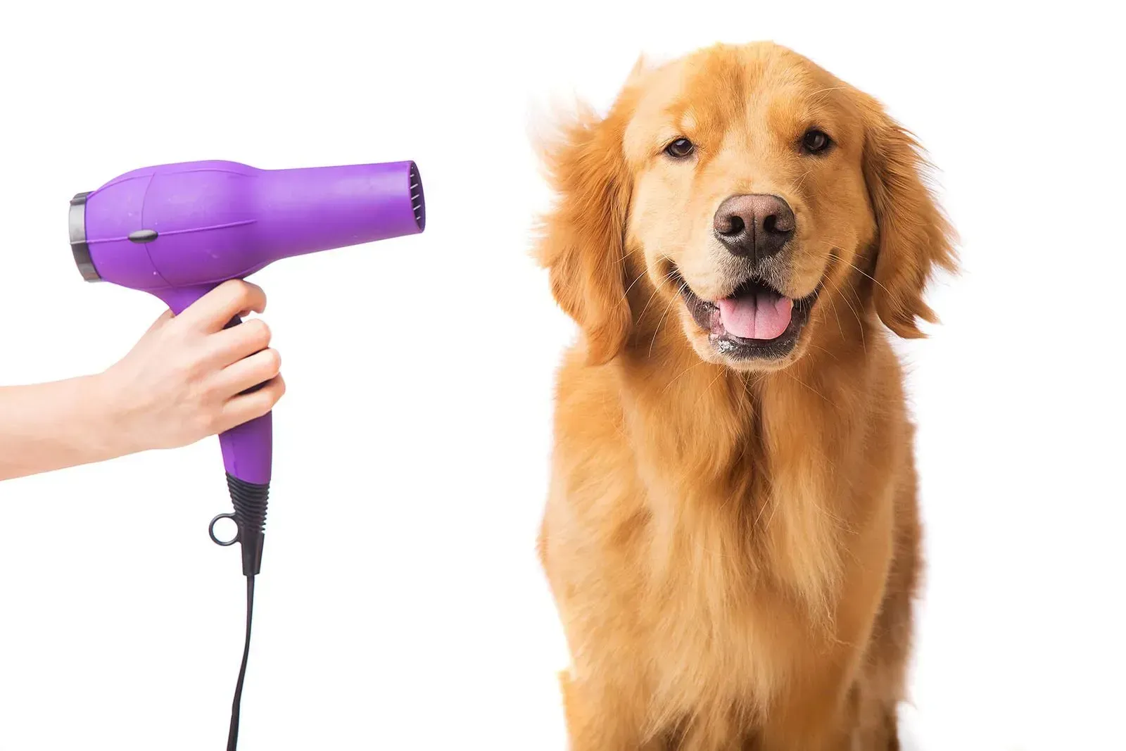 Purple hair dryer blowing on a golden retriever against a white background