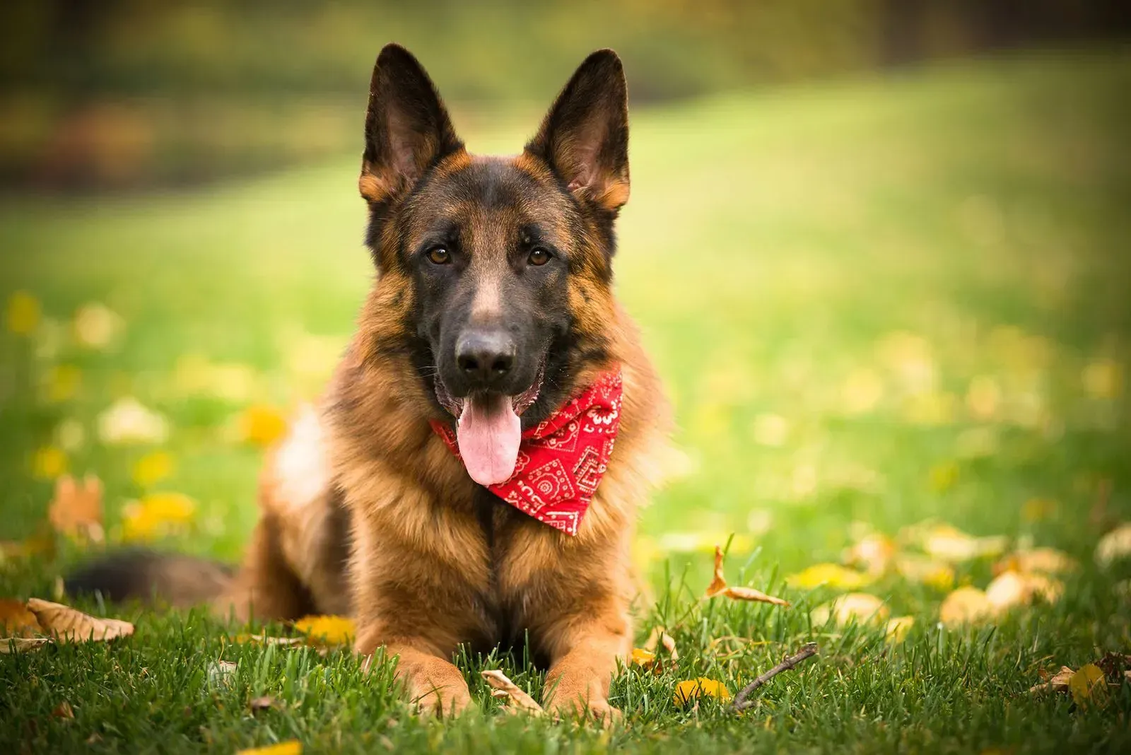German shepherd lying in grass with a red bandana, tongue out in a sunny park